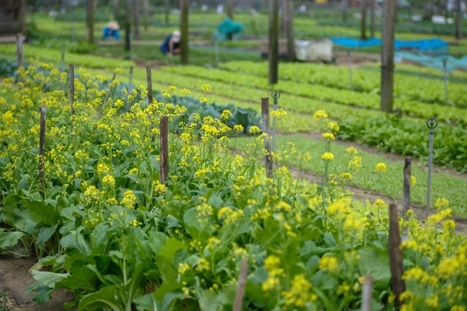 Vườn nhà tại Sơn Trang Farm